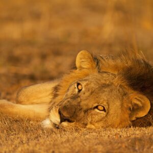 resting lion