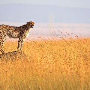 Masai Mara Cheetah