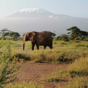 Elephant with mountain view