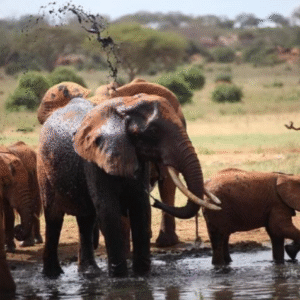 rusty-red elephants.