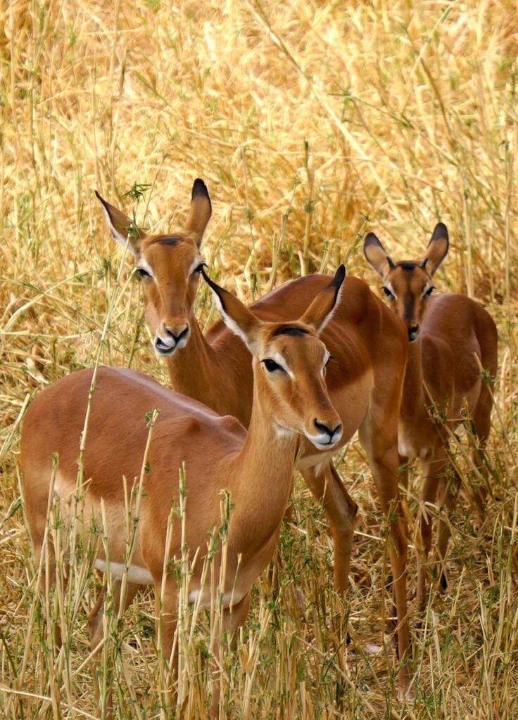 antelopes