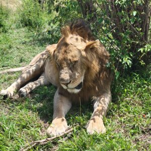 Resting Lion
