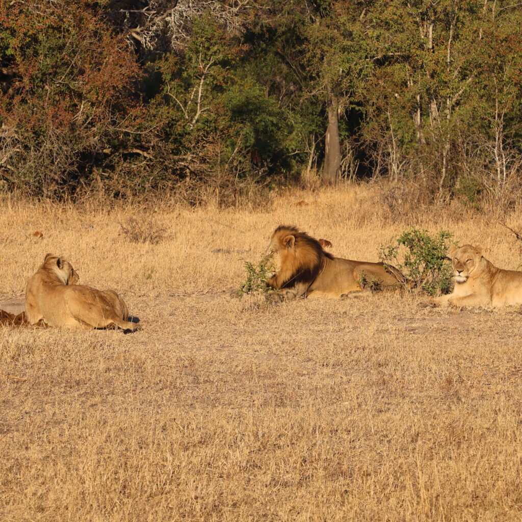lions