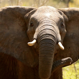 elephant