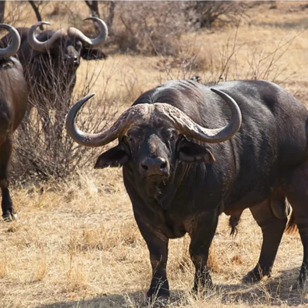 african-buffalo